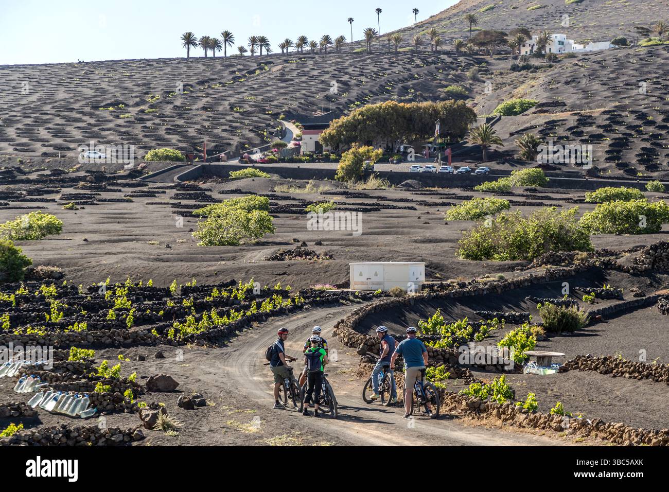I turisti esplorano la regione vinicola di La Geria a Lanzarote in bicicletta, con palme e un'azienda vinicola sullo sfondo. La tecnica nota come enarenado utilizza cenere vulcanica porosa (picón) per trattenere l'umidità nel terreno arido. Calle la a Geria, Yaiza, Isole Canarie, Spagna. Foto Stock