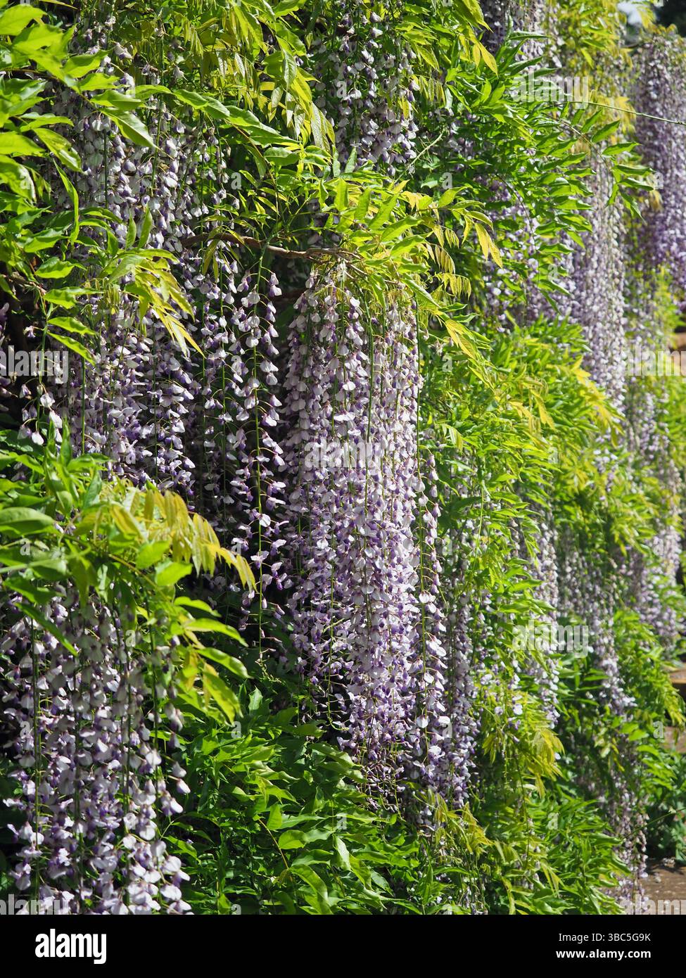 Wysteria Growing in an English Country Garden, Upton House, Warwickshire, Regno Unito Foto Stock