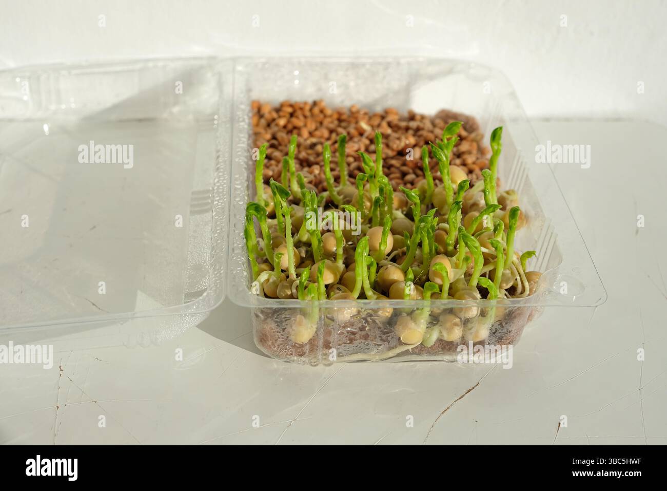 Coltivare microgreen a casa. Piselli germogliati in un contenitore di plastica trasparente. Tappetino ecologico per la coltivazione di microgreen. Giardinaggio senza suolo. Foto Stock