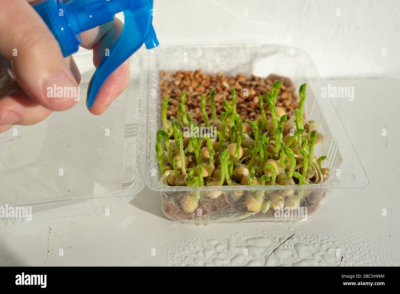 Coltivare microgreen a casa. Innaffiatura di microgreen. La mano spruzza acqua. Piselli germogliati in un contenitore di plastica trasparente. Foto Stock