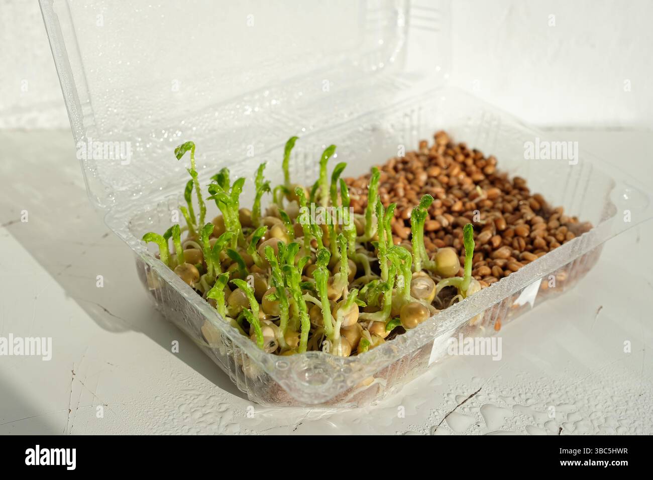 Coltivare microgreen a casa. Piselli germogliati in un contenitore di plastica trasparente. Tappetino ecologico per la coltivazione di microgreen. Giardinaggio senza suolo. Foto Stock