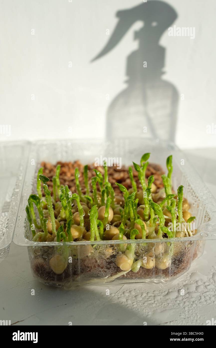 Germogliare i semi di piselli. Semi di grano. Contenitore in plastica per giardinaggio microverde domestico. Spruzzare l'ombra del flacone sulla parete. Foto Stock