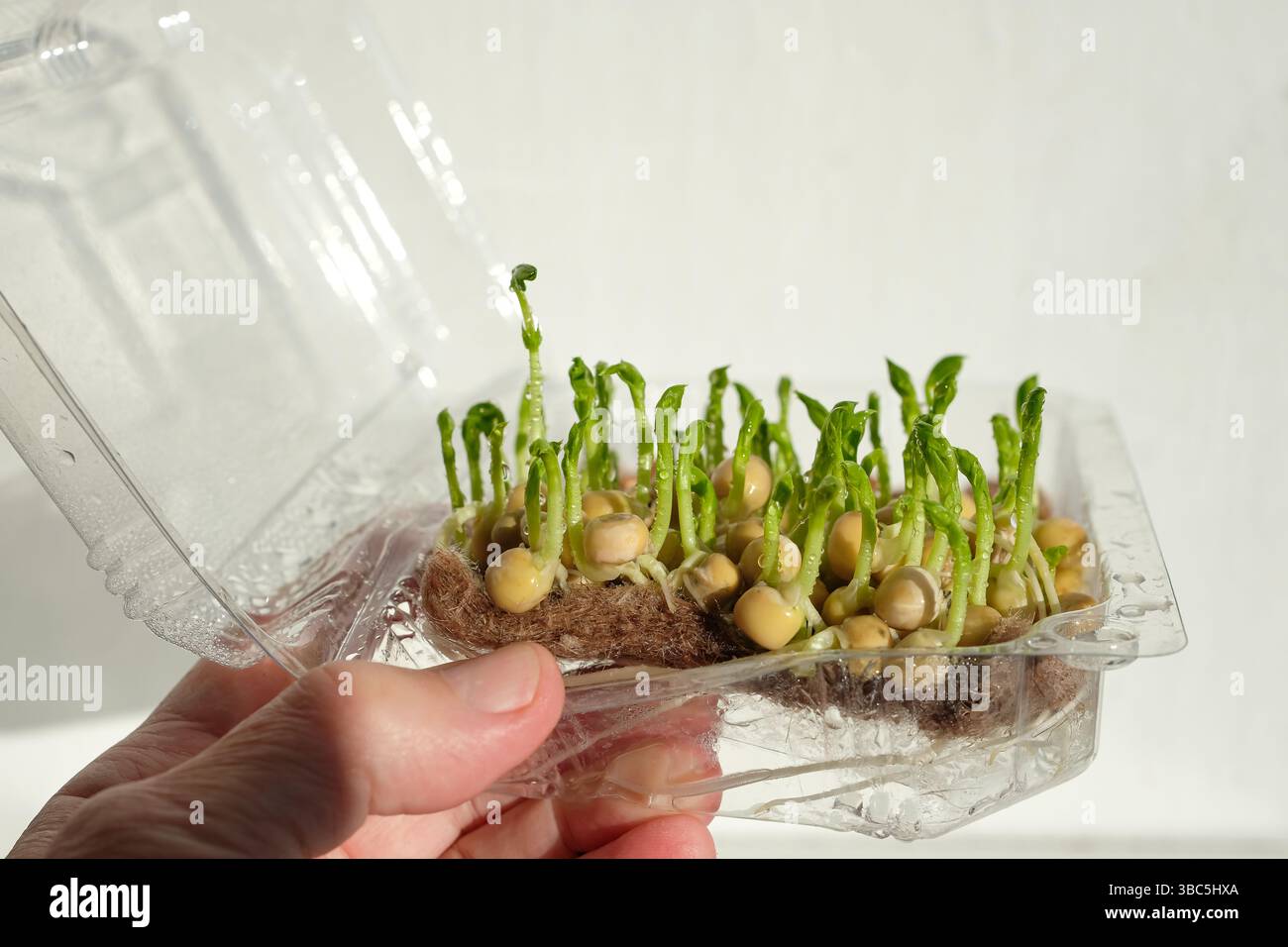Germogliare i semi di piselli. Cocco di cocco, feltro di lino o stuoia di canapa. Il tappetino viene sollevato con una mano. Contenitore in plastica per giardinaggio microverde domestico. Foto Stock