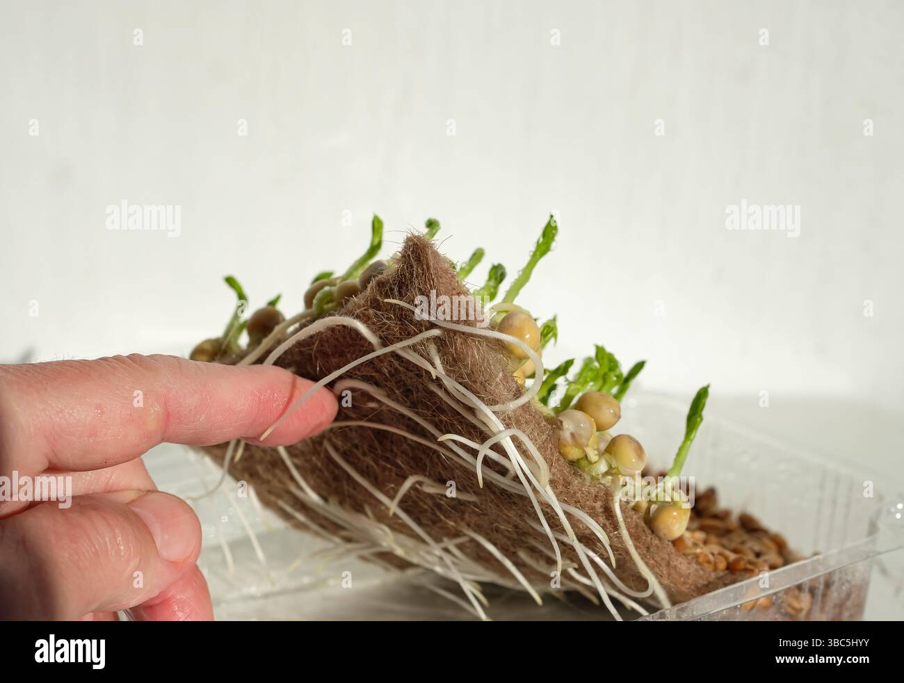 Germogliare i semi di piselli. Cocco di cocco, feltro di lino o stuoia di canapa. Il tappetino viene sollevato con una mano per mostrare radici bianche. Vassoio di plastica per il giardino di microgreen. Foto Stock