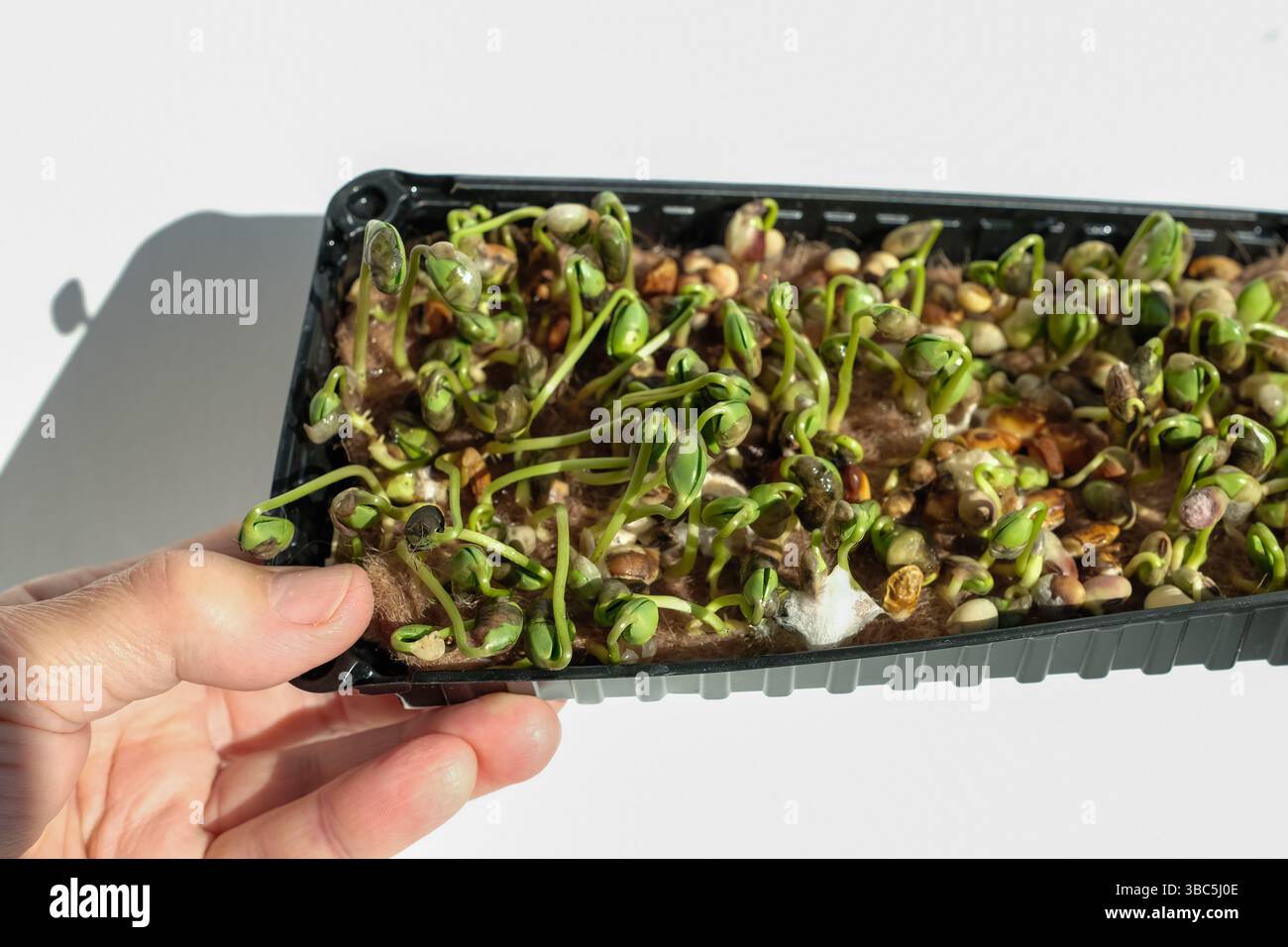 Muffa fungina microverde. Germinazione impropria. Campione di soia germogliata in cattive condizioni in un contenitore di plastica trasparente. Mano umana. Foto Stock