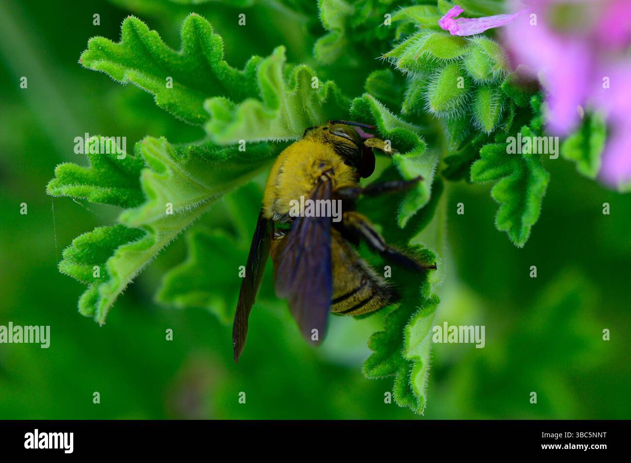 Foto macro di un falegname che si nutre di un fiore a Cipro. Vista dettagliata dell'anatomia degli insetti e dell'interazione floreale in luce naturale. Foto Stock
