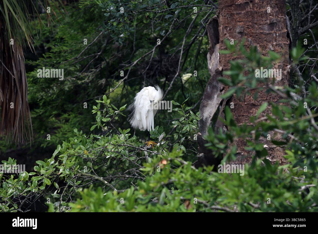 Le egrette selvatiche si sentono al sicuro nella colonia e si preparano attivamente. Foto Stock