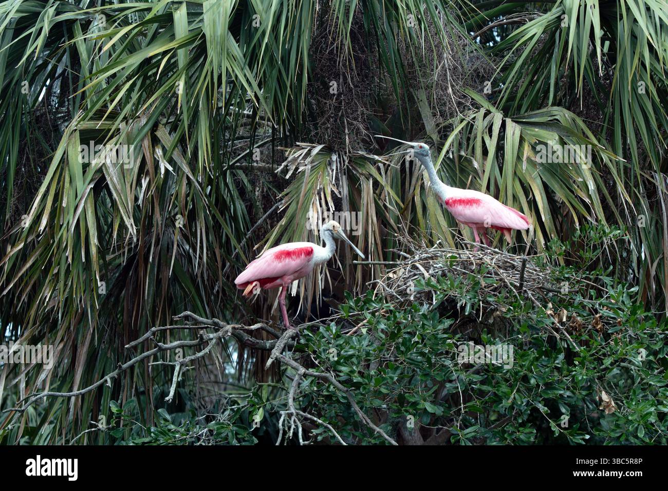 Spatole Roseate nidificano e si preparano nella Rookery, un'area naturale con flora e fauna selvatiche Foto Stock