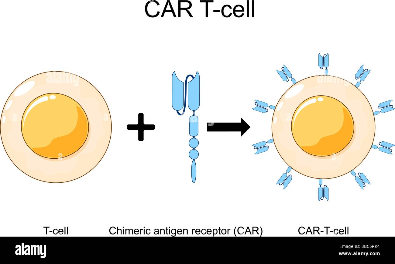 Formazione di cellule CAR-T. Terapia con cellule T DELL'AUTO. Immunoterapia contro il cancro. Geneticamente modificato. Medicina personalizzata. Illustrazione vettoriale. Poster medico. SC Illustrazione Vettoriale
