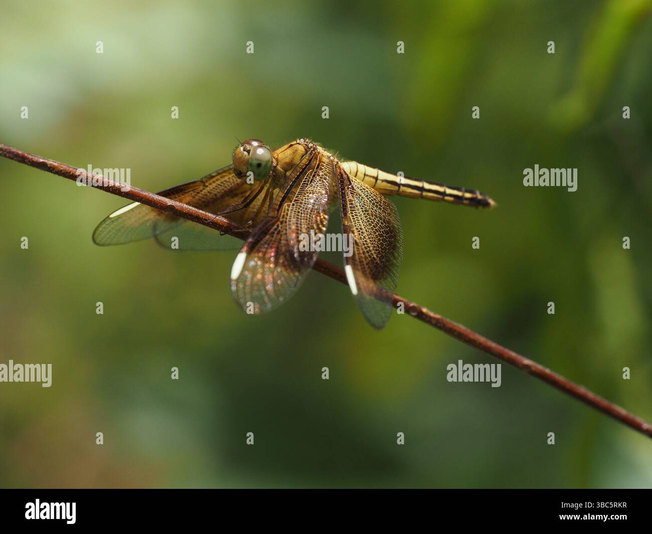 Dragonfly su bastone, Misool, Raja Ampat, Papua Occidentale, Indonesia Foto Stock