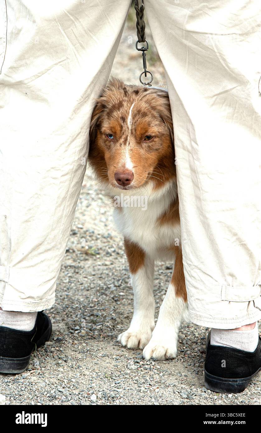 Sicurezza tra le ossa dei proprietari. Foto Stock