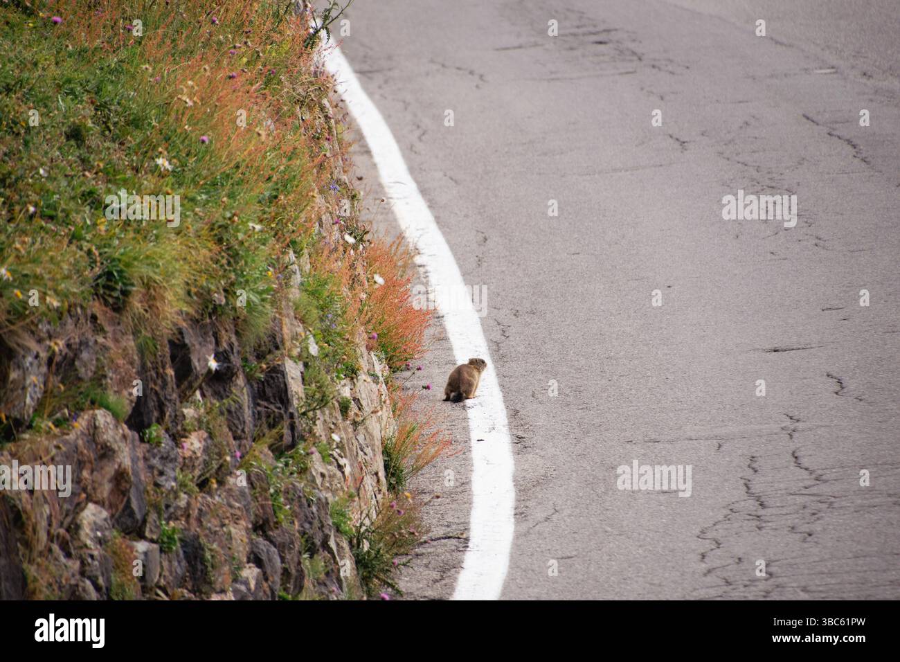 Piccolo e simpatico animale soffice vicino alla strada vicino al passo dello Stelvio Foto Stock Piccolo e simpatico animale soffice vicino alla strada vicino al passo dello Stelvio Foto Stock