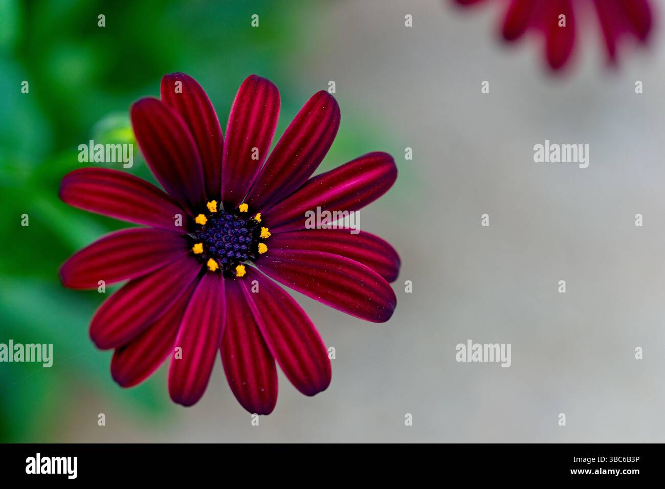 Cape Marguerite o Dimorphotheca Ecklonis Foto Stock