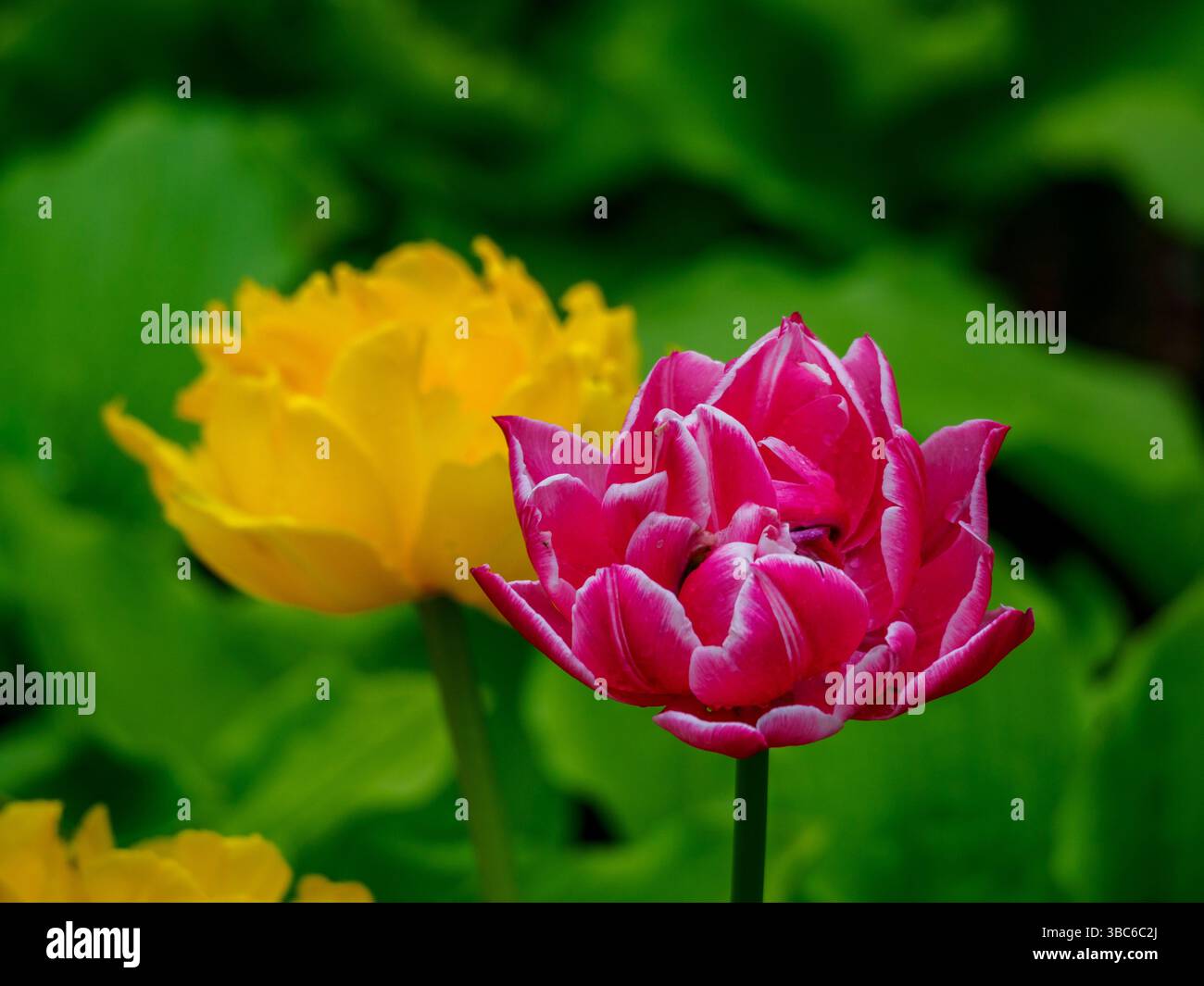 Tulipani al Canada Tulip Festival, Ottawa, Ontario, Canada Foto Stock