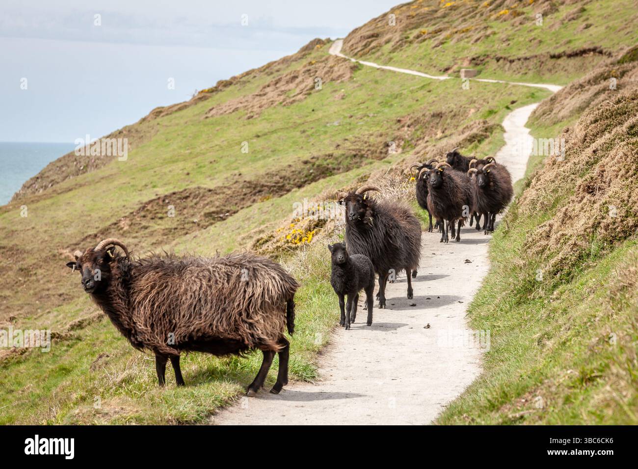 Pecore delle Ebridi a Baggy Point, Devon, Inghilterra, Regno Unito Foto Stock