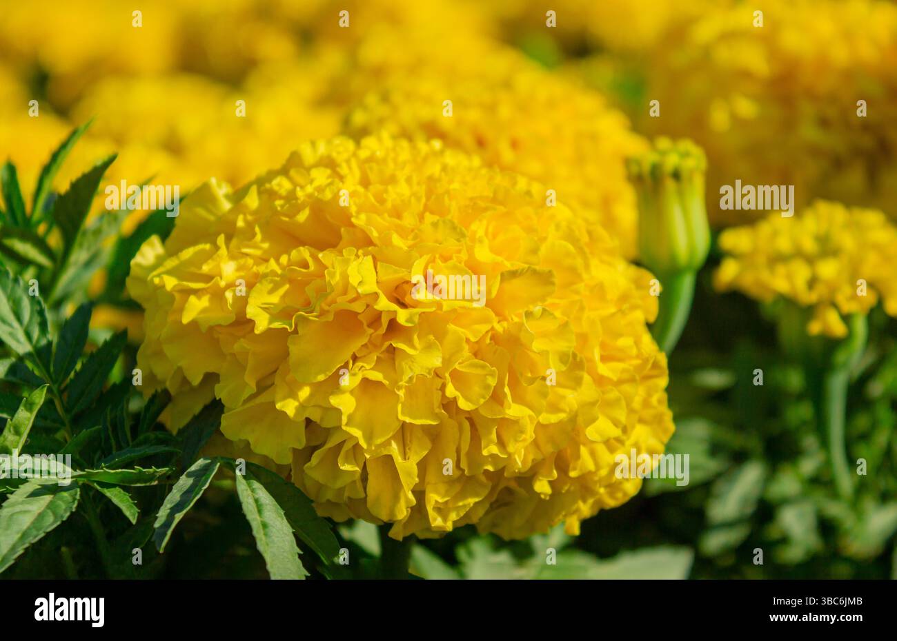 Primo piano di fiori di calendula gialla (Tagetes erecta). Calendula messicana, azteca o africana. Grana giallo di fiori di Marigold. Marigold francese, Tagetes patula Foto Stock