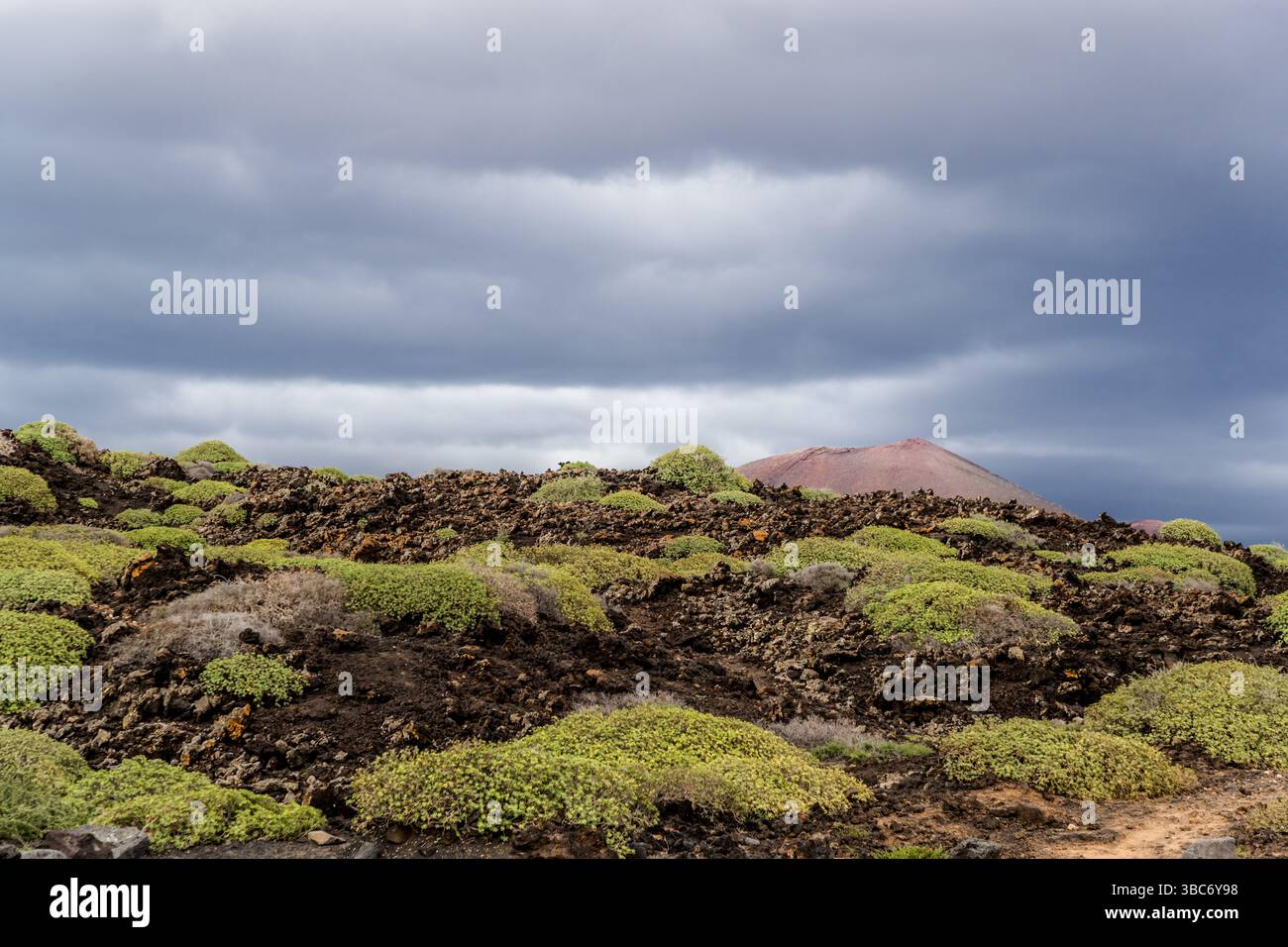 Terreno vulcanico su Lanzarote con bassa vegetazione sotto un cielo coperto. Avenida Marítima, El Golfo, Canarias, Spagna Foto Stock