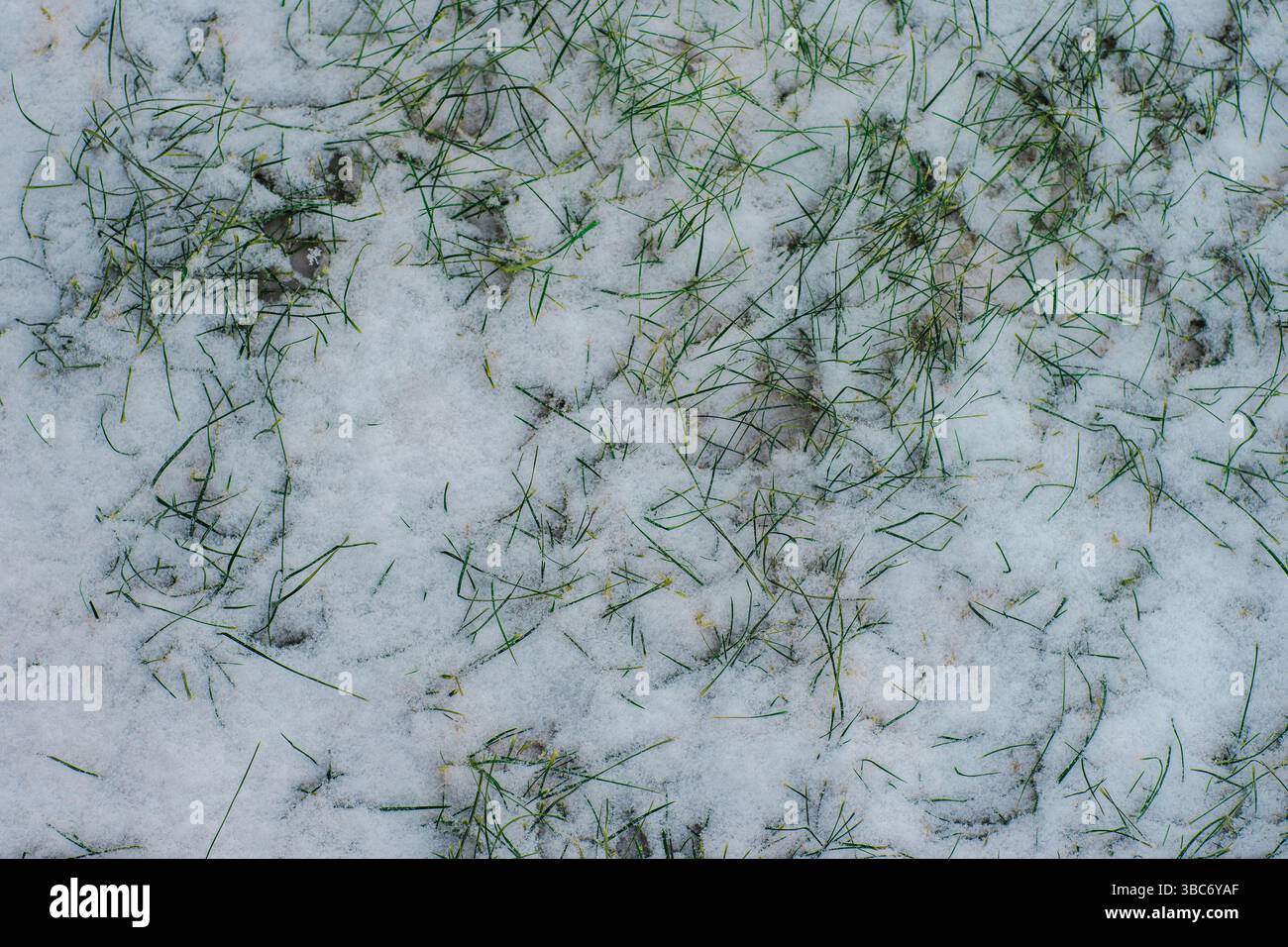 Erba verde sotto un sottile strato di neve fresca Foto Stock