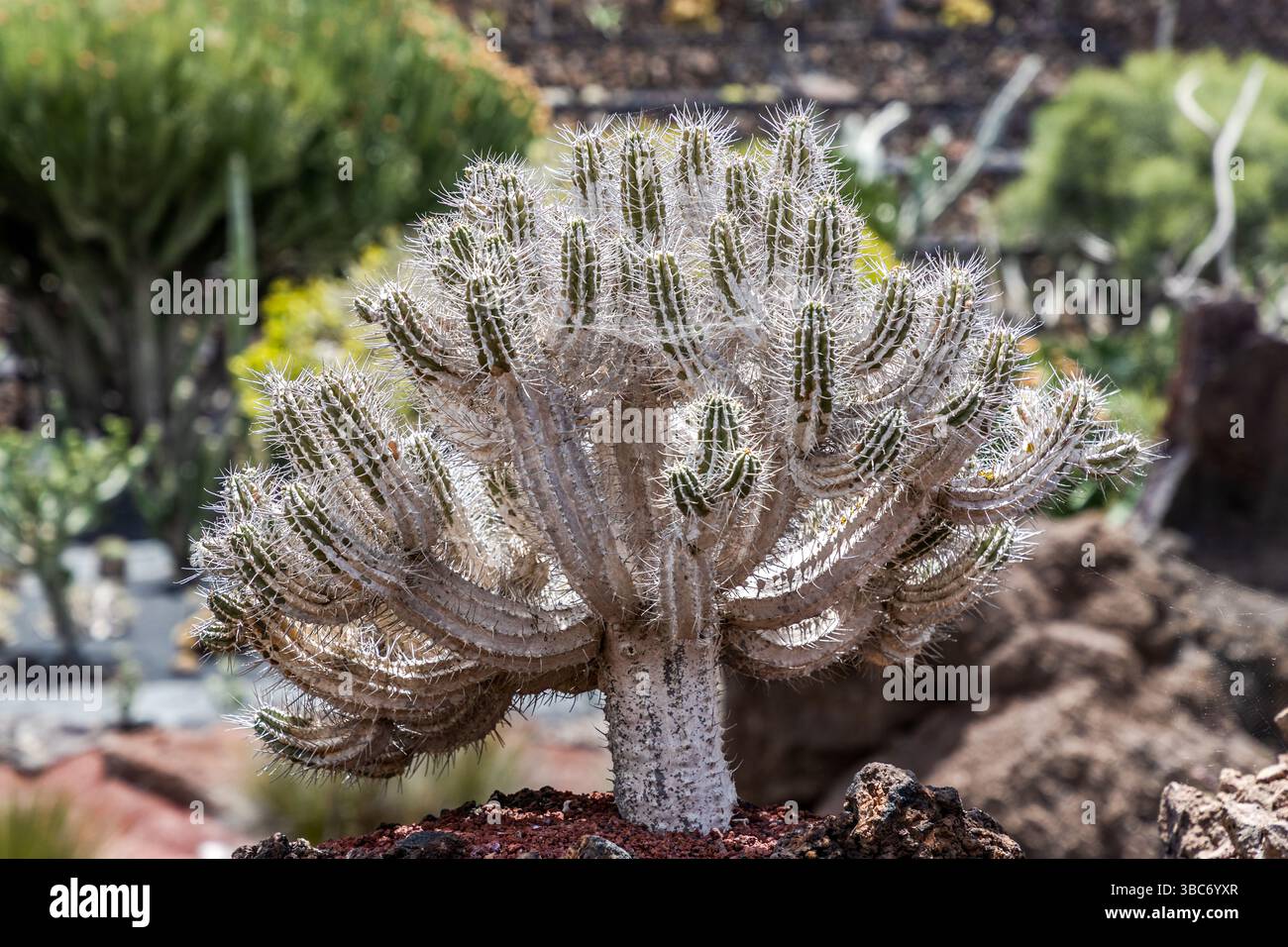 Un cactus densamente ricoperto di peli bianchi lanuginosi cresce nel Jardín de Cactus vicino a Guatiza a Lanzarote, forse un "cactus vecchio uomo" del genere Oreocereus. César Manrique ha progettato il giardino nel 1991 come il suo ultimo grande lavoro, in una ex cava vulcanica. Circa 4.500 esemplari di cactus provenienti da circa 450 specie di cinque continenti crescono lì in forma terrazzata. Isole Canarie, Spagna. Foto Stock