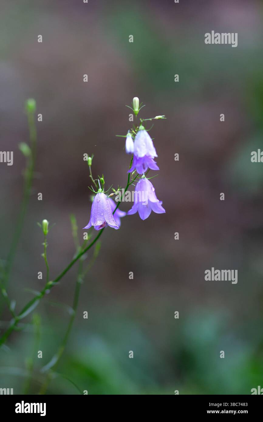 Campane di fiori blu su una glade della foresta. Natura Foto Stock