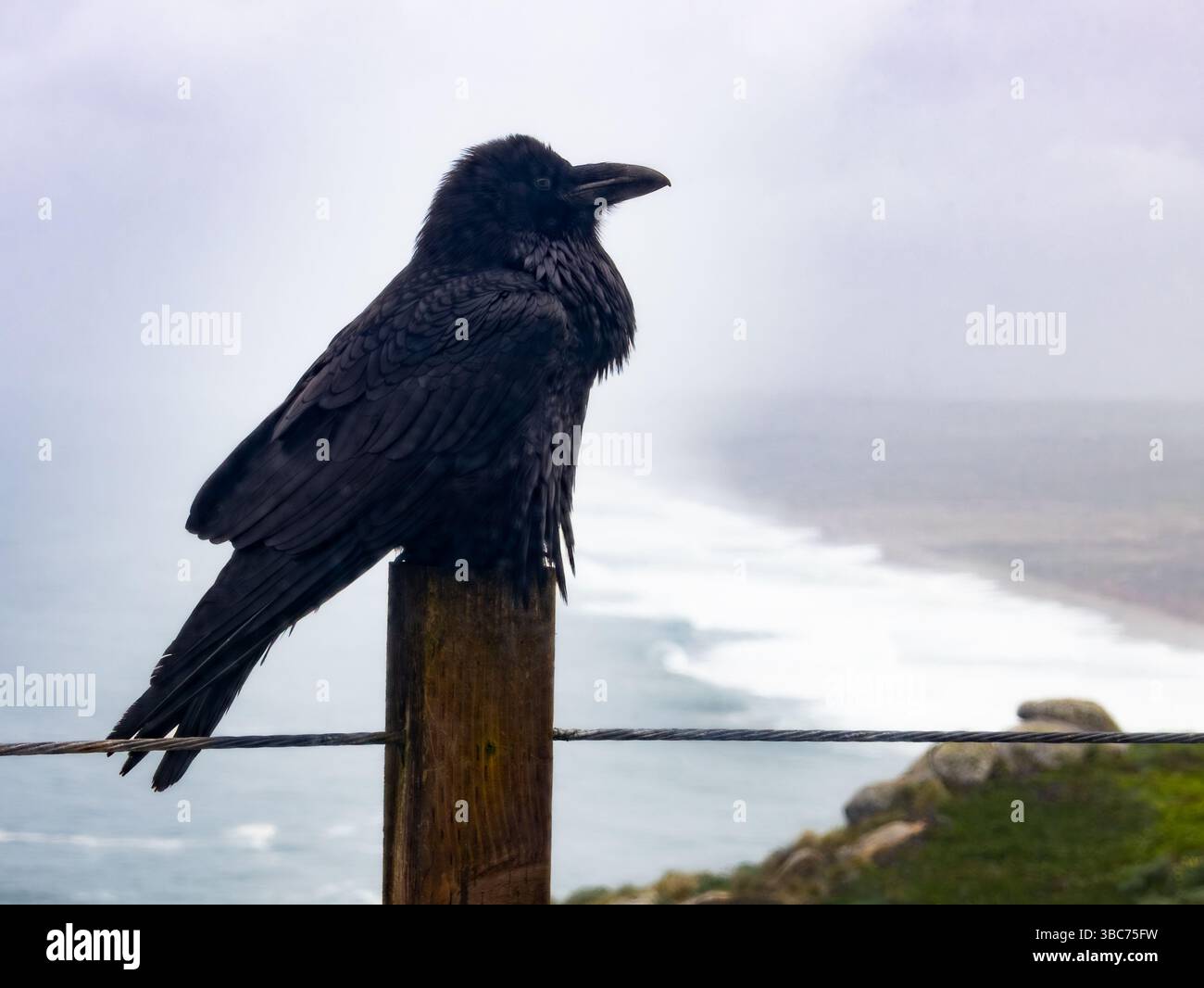 Un Raven chiamato Edgar fuori dal Point Reyes Lighthouse Visitors Center Foto Stock
