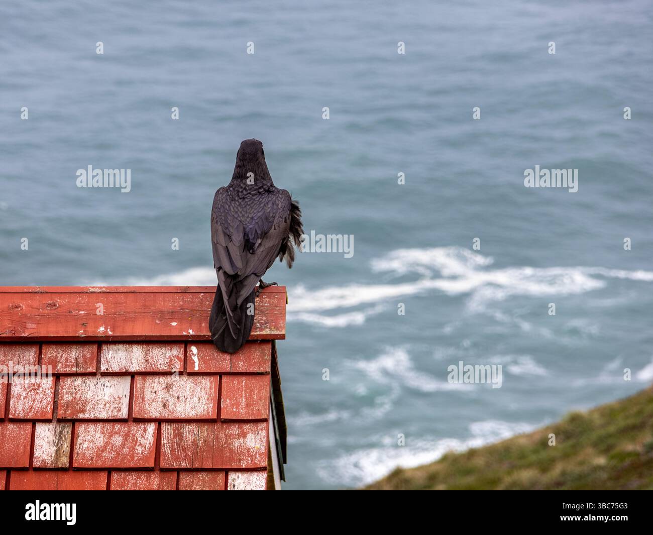 Un Raven chiamato Edgar fuori dal Point Reyes Lighthouse Visitors Center Foto Stock