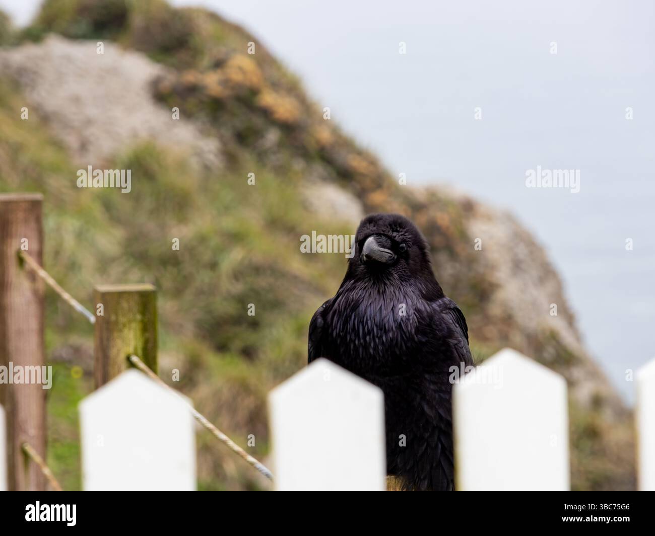 Un Raven chiamato Edgar fuori dal Point Reyes Lighthouse Visitors Center Foto Stock