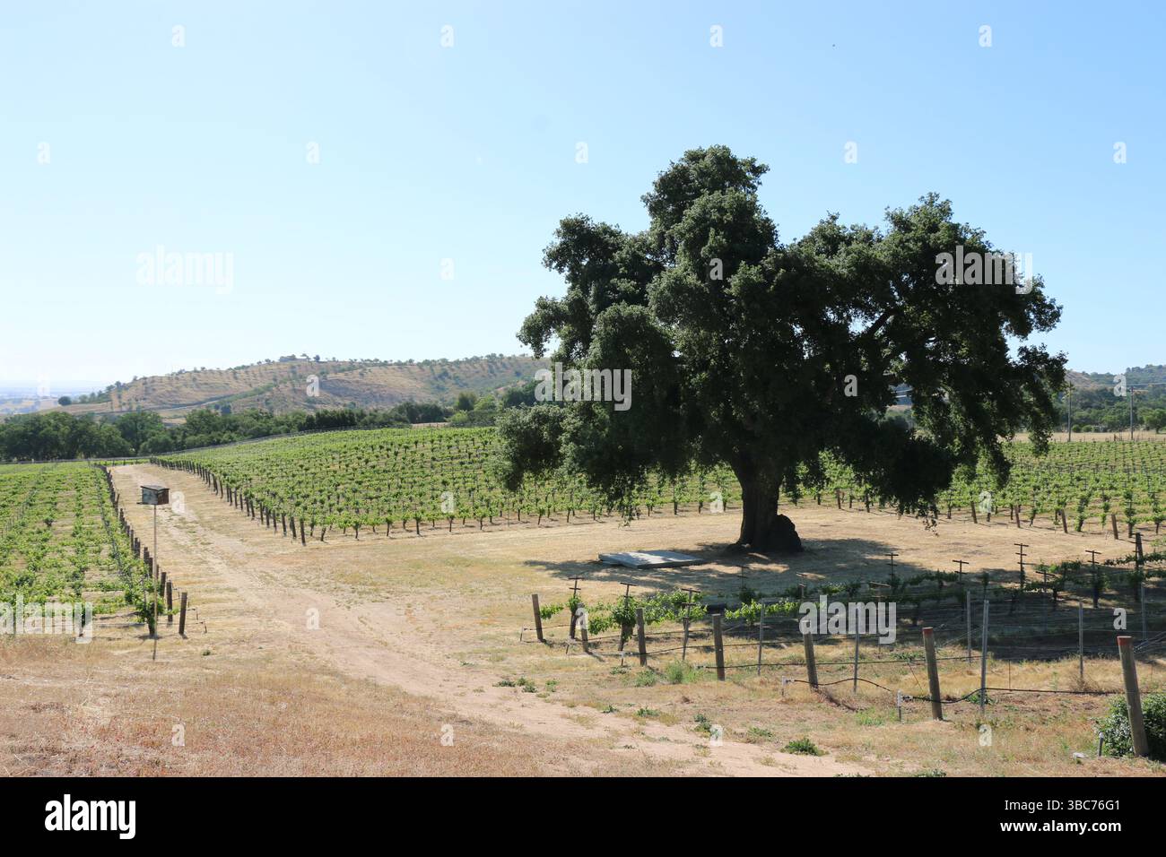 Paesaggio panoramico di un vigneto con un torreggiante albero di quercia della California, Paso Robles, CA. Foto Stock