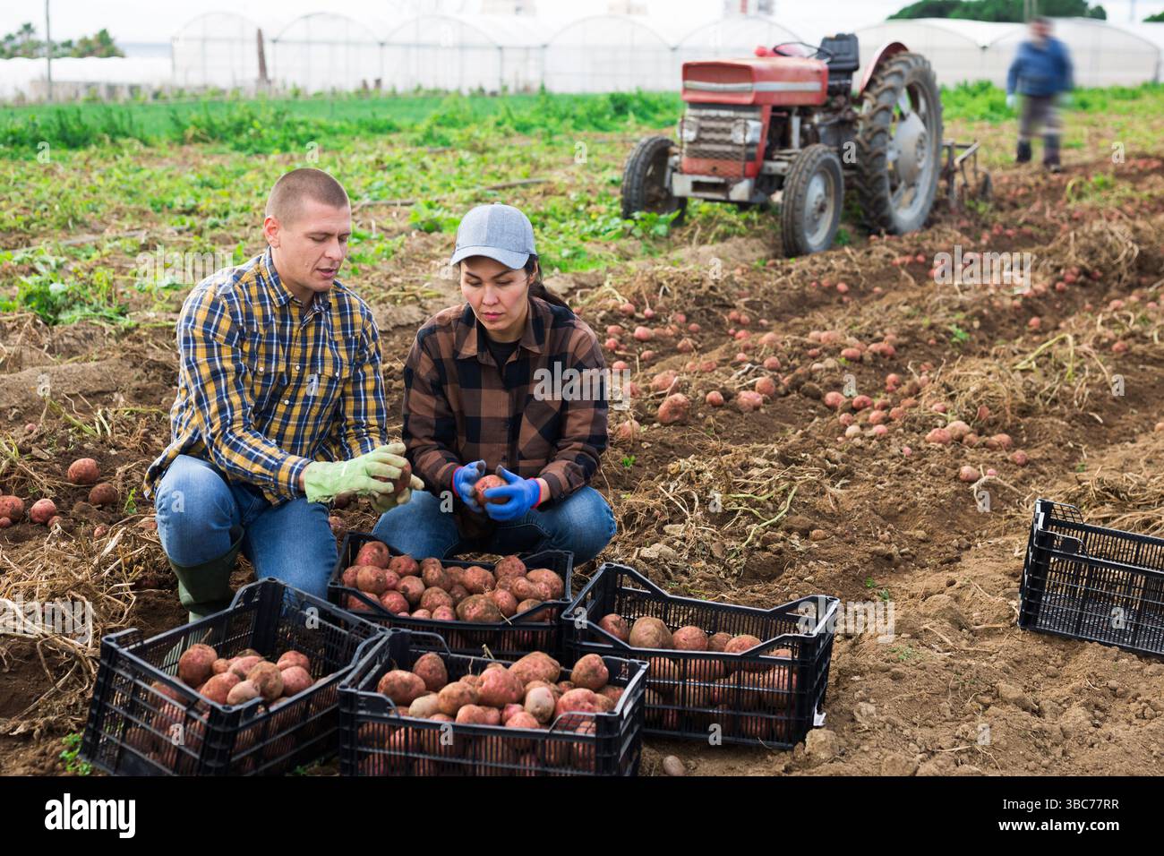 Agricoltori che posano su una piantagione di verdure vicino a una pila di scatole di plastica con patate appena raccolte. Concetto di business agrario di successo e ricco Foto Stock