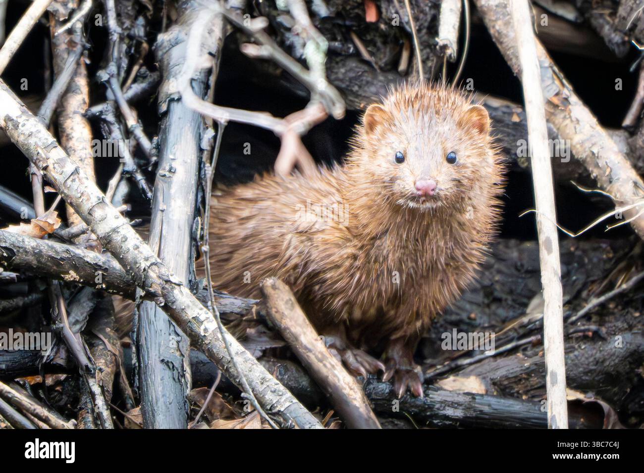 Visone bagnato che guarda dritto all'uscita da una casa di castori Foto Stock