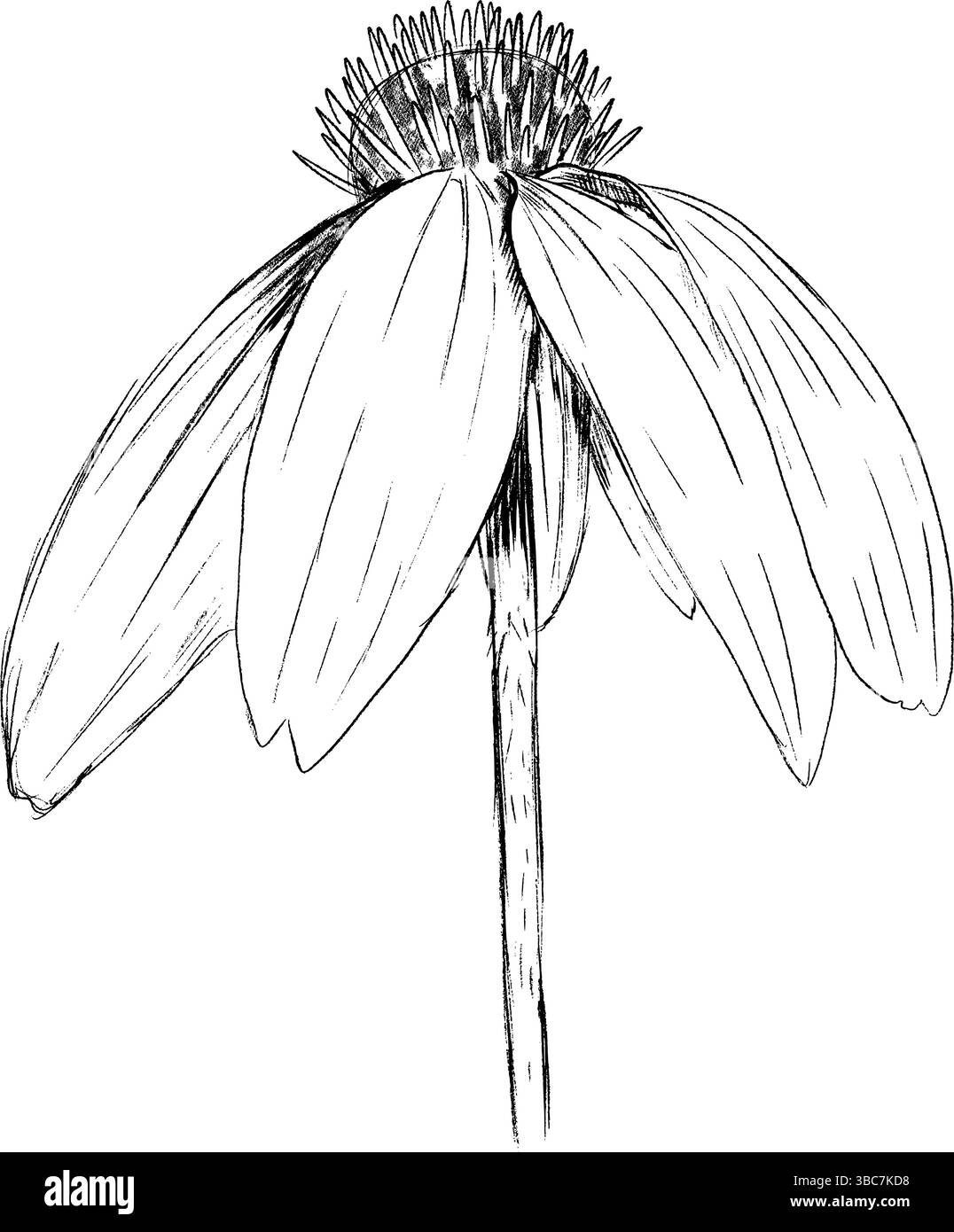 Un intricato e dettagliato schizzo di un fiore meraviglioso, che mostra i suoi delicati petali e il centro splendidamente strutturato. Grafica vettoriale disegnata a mano, grafica in bianco e nero isolata su sfondo bianco. Illustrazione Vettoriale