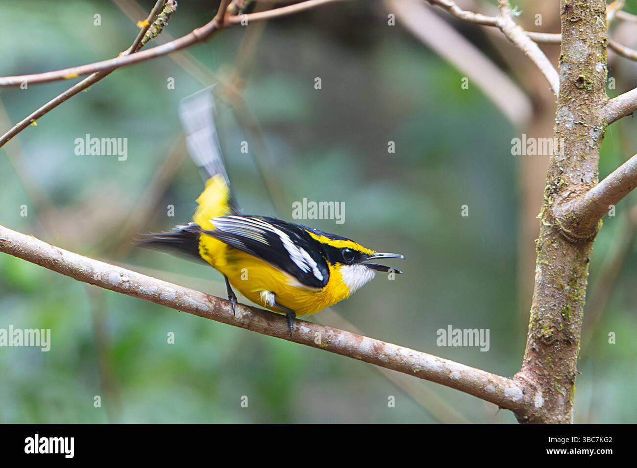 Boatbill dal petto giallo (Machaerirhynchus flaviventer) arroccato nel bosco, Atherton Tablelands, Queensland, QLD, Australia Foto Stock