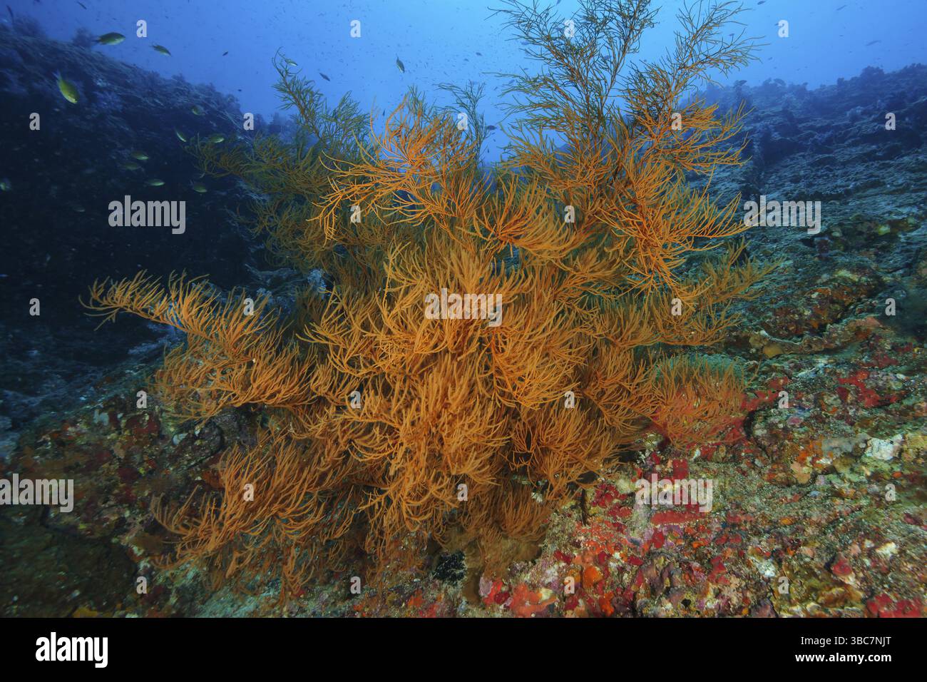 Corallo nero (Antipathes dichotoma) corallo essiccato, Mare delle Andamane, Oceano Indiano Foto Stock