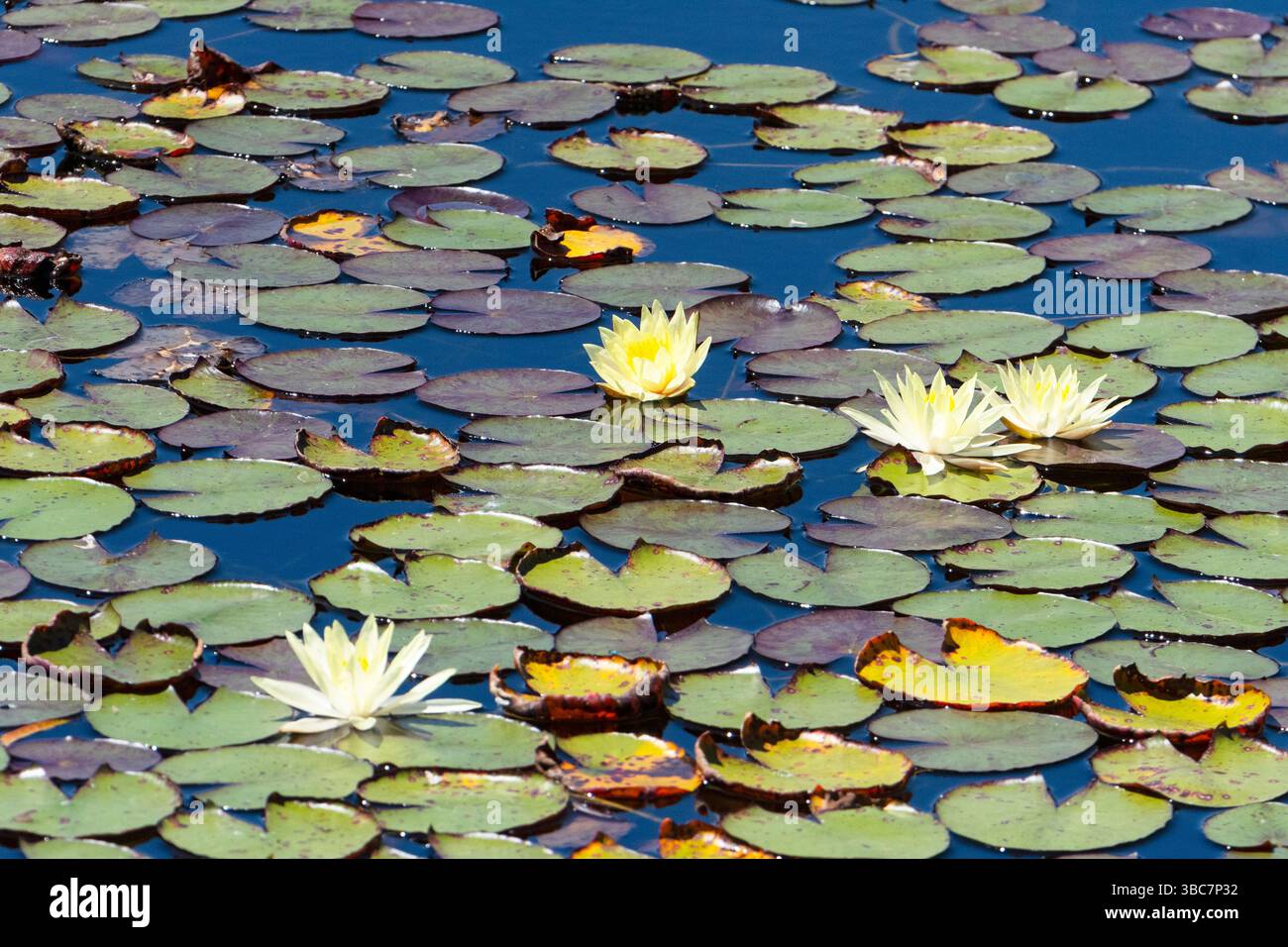 Gigli d'acqua gialli e Lily Pads vicino a Mareeba, Atherton Tablelands, far North Queensland, FNQ, Australia Foto Stock