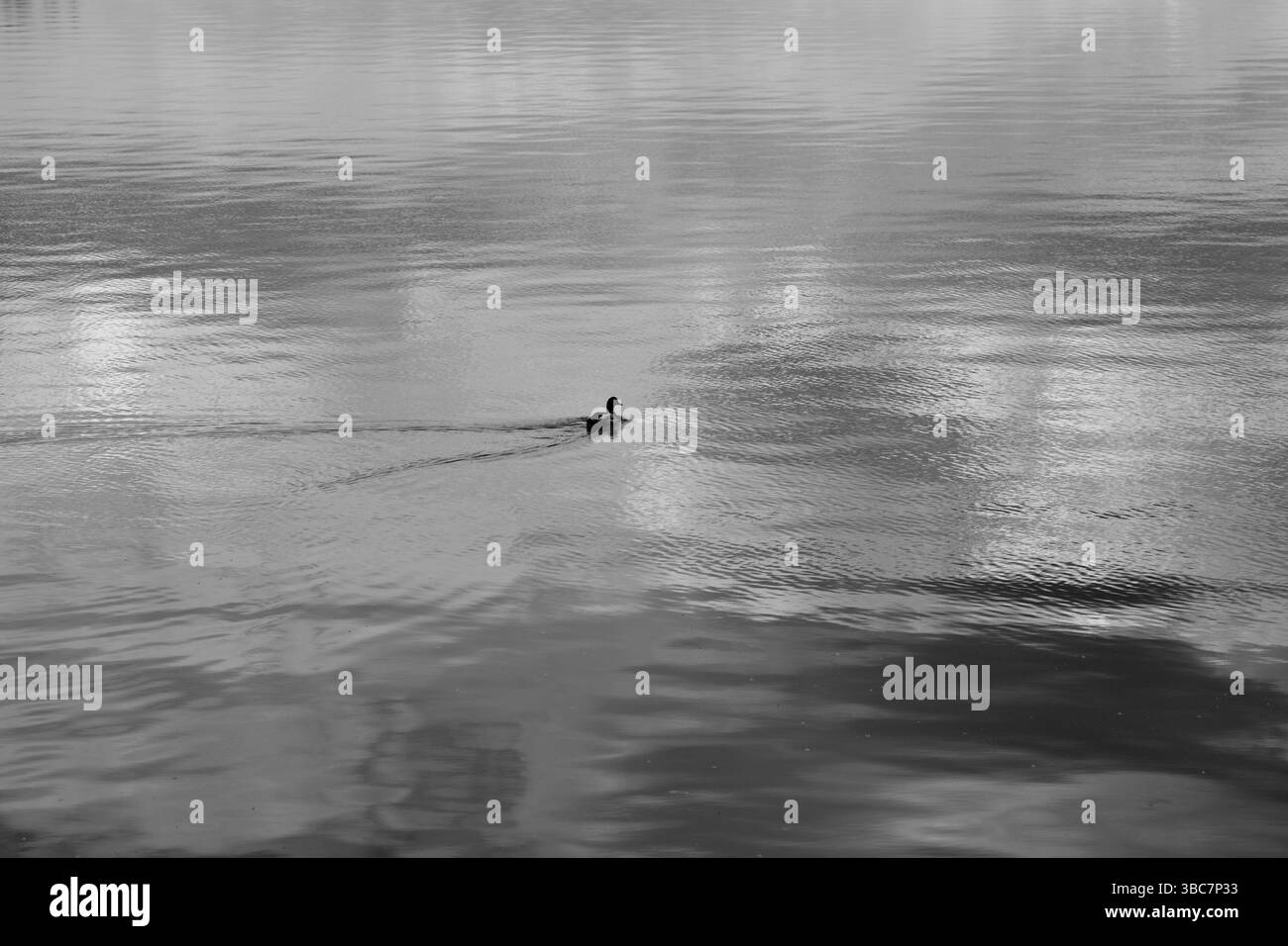 Anatra sulle acque tranquille Foto Stock
