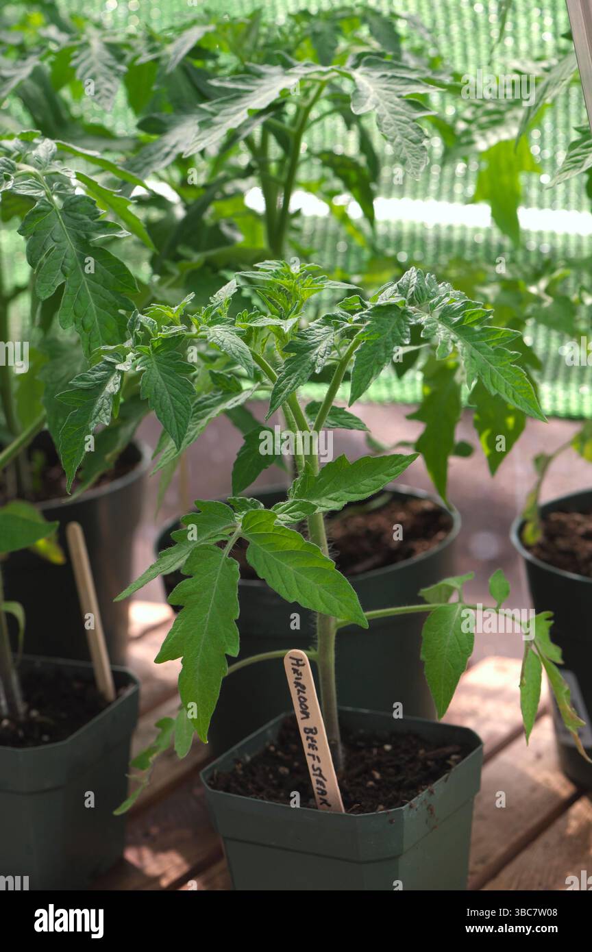 Piante di pomodoro in vasi (Solanum lycopersicum) - Heirloom Beefsteak piantine di pomodoro che crescono in una serra. Foto Stock