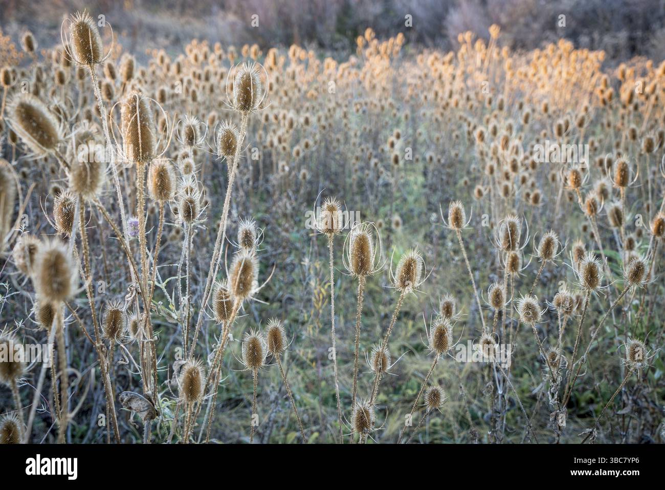 Campo di cardo secco al tramonto - un paesaggio autunnale con una messa a fuoco selettiva Foto Stock