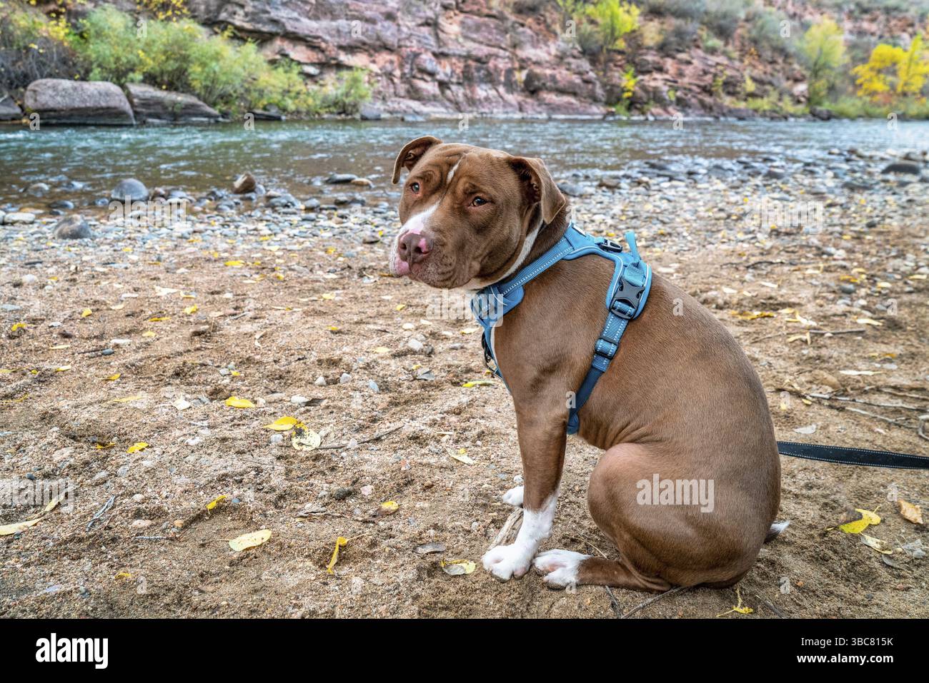 Giovani pit bull terrier cane in assenza di tirare il sistema di cavi sulla riva del fiume Foto Stock