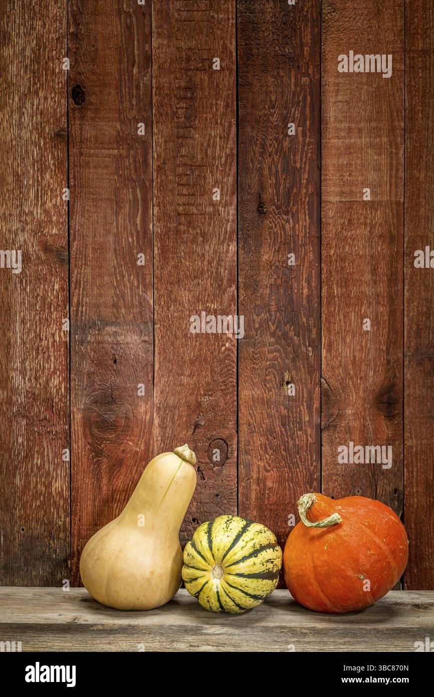 Squash invernale contro il legno di fienile dipinto di rosso rustico Foto Stock