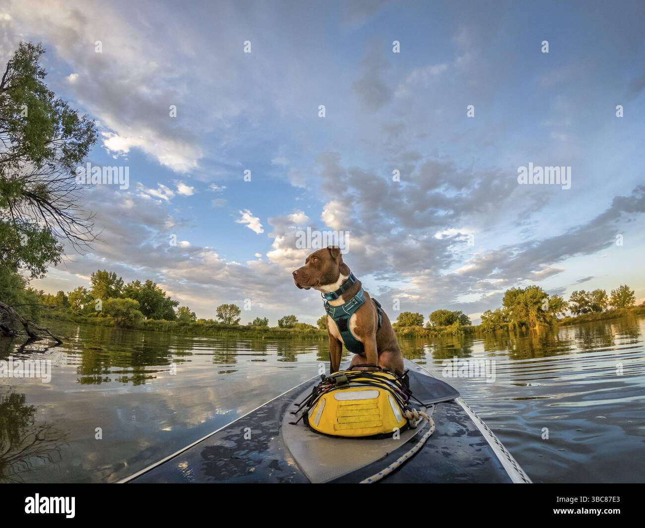 Pitbull Terrier cane è seduto su una stand up paddleboard pronto per un viaggio, scenario estivo sul lago in Colorado Foto Stock