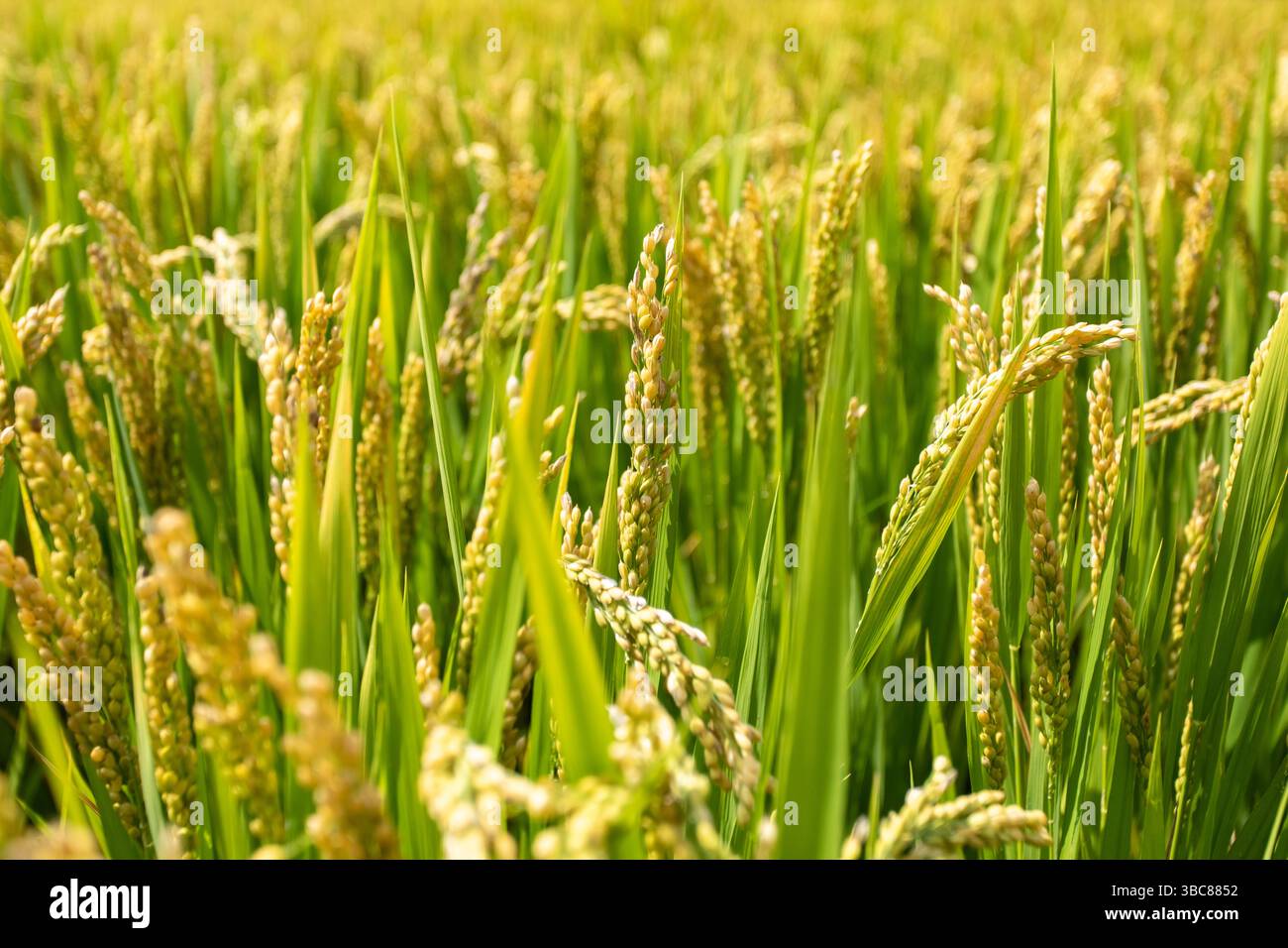 Primo piano di piante di riso maturo in risaie sotto la luce del sole Foto Stock