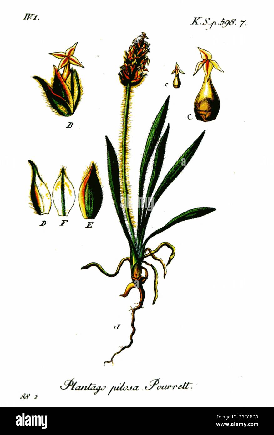 Plantago pilosa rame piatto tratto dal volume 19 della Flora tedesca in Illustrations from Nature with Descriptions di Jacob Sturm, pubblicato a Norimberga nel 1843 Foto Stock