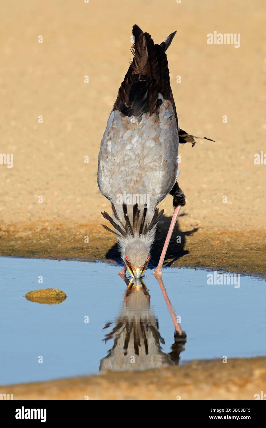 Un uccello segretario (Sagittarius serpentarius) che beve acqua, deserto del Kalahari, Sudafrica Foto Stock