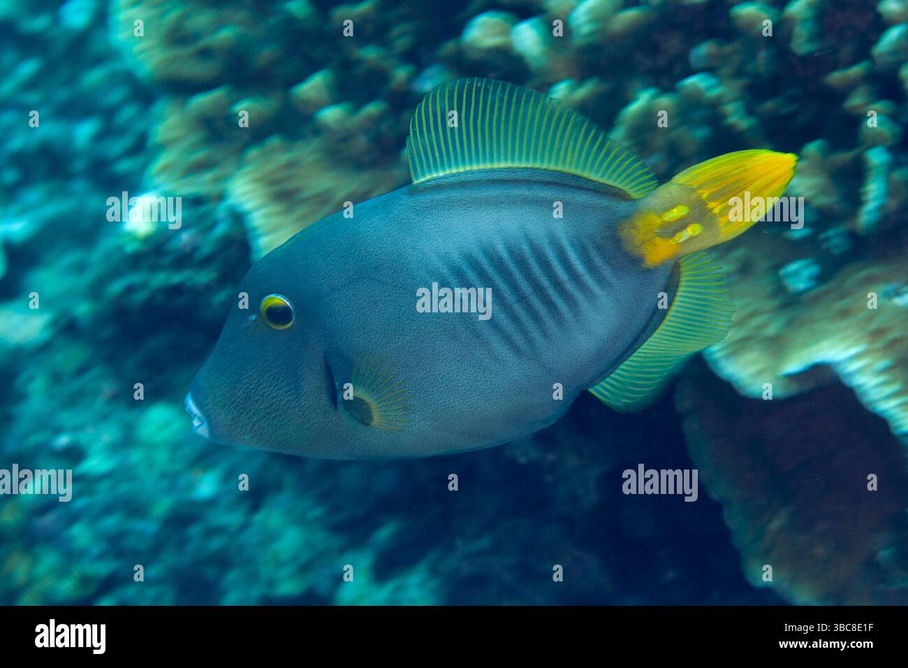 Yelloweye Filefish, Cantherhines dumerili, Flying Fish Cove, Christmas Island, Australia Foto Stock