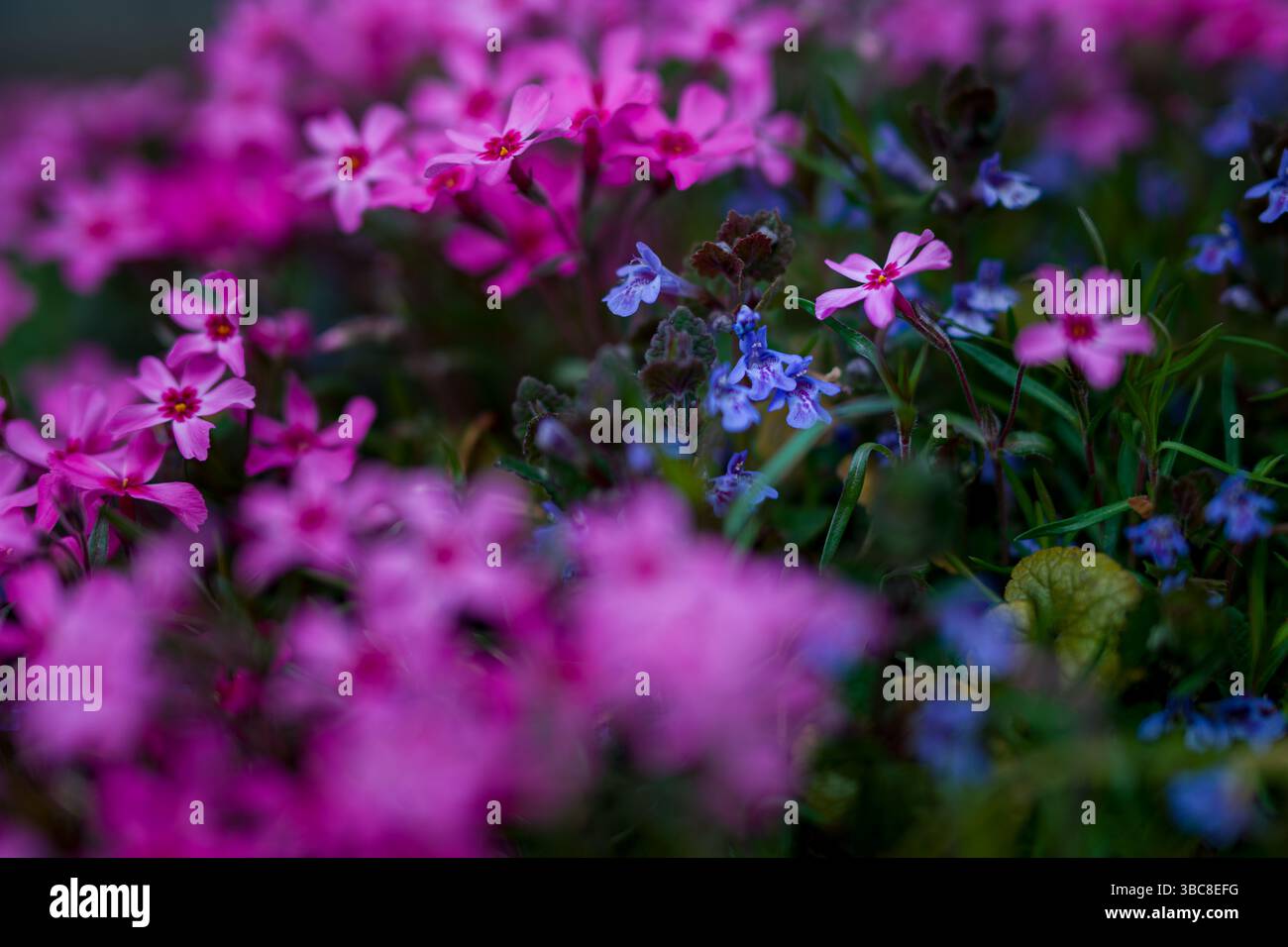 phlox in fiore rosa vibrante in un giardino roccioso. Primo piano su un tappeto phlox color magenta e rosa caldo. Foto Stock