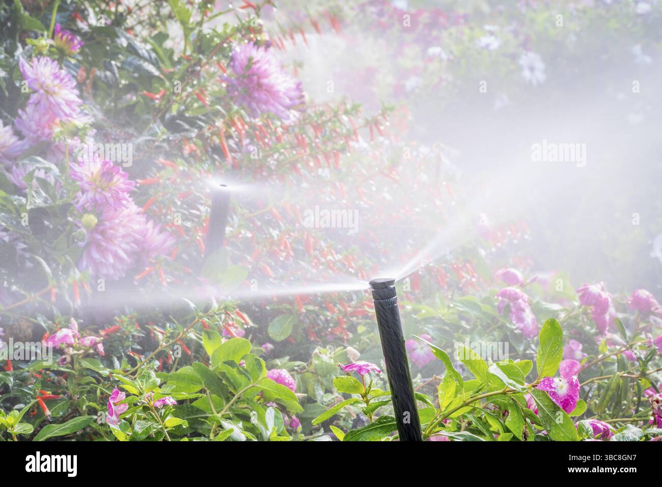 Irrigatori d'acqua che corrono in un giardino con una varietà di fiori Foto Stock