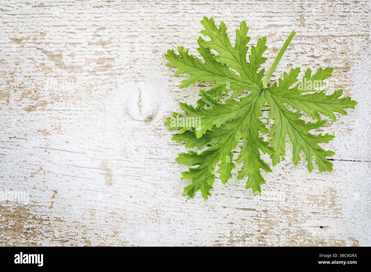 Singola foglia fresca di citronella (pianta di zanzara, geranio profumato) su fondo bianco dipinto in legno di fienile intemperie Foto Stock Singola foglia fresca di citronella (pianta di zanzara, geranio profumato) su fondo bianco dipinto in legno di fienile intemperie Foto Stock