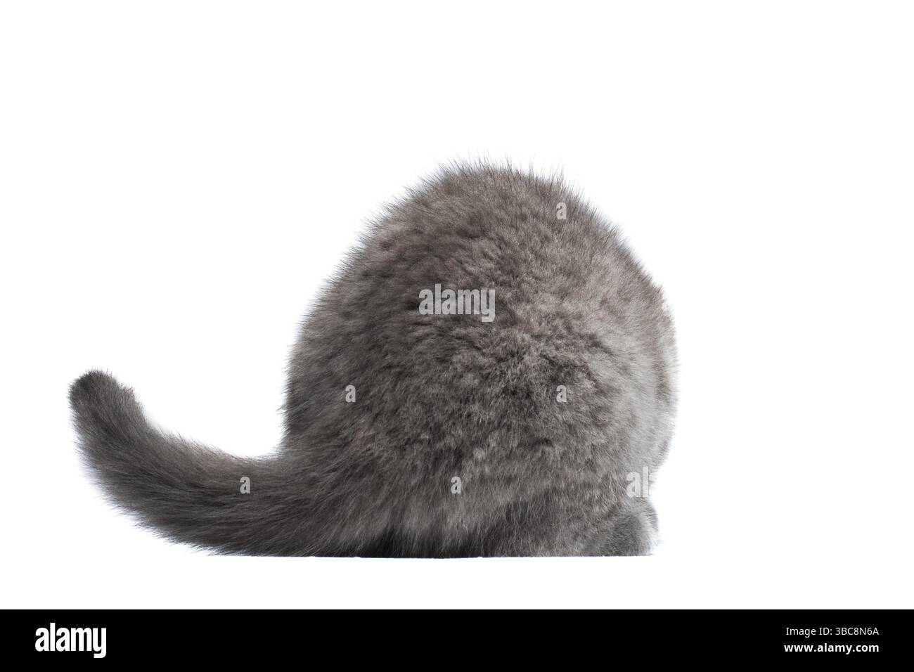 Morbida coda di gattino grigia. Vista posteriore Cat. Coda di gatto davanti a uno sfondo bianco Foto Stock Morbida coda di gattino grigia. Vista posteriore Cat. Coda di gatto davanti a uno sfondo bianco Foto Stock