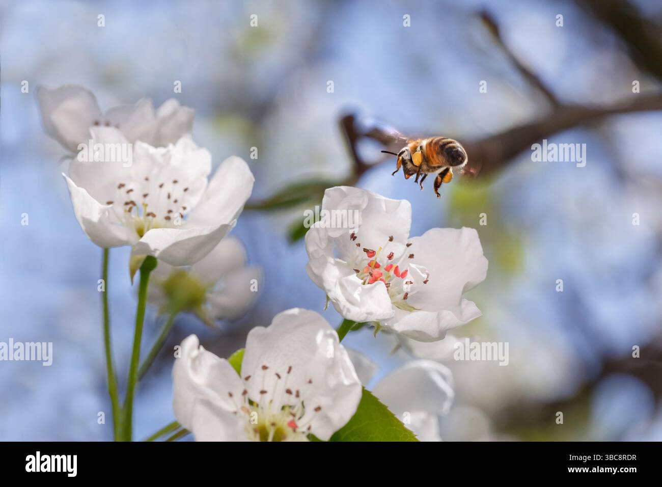 Un'ape vola fino a un fiore di ciliegio bianco per raccogliere il nettare. Primo piano dell'insetto in volo Foto Stock