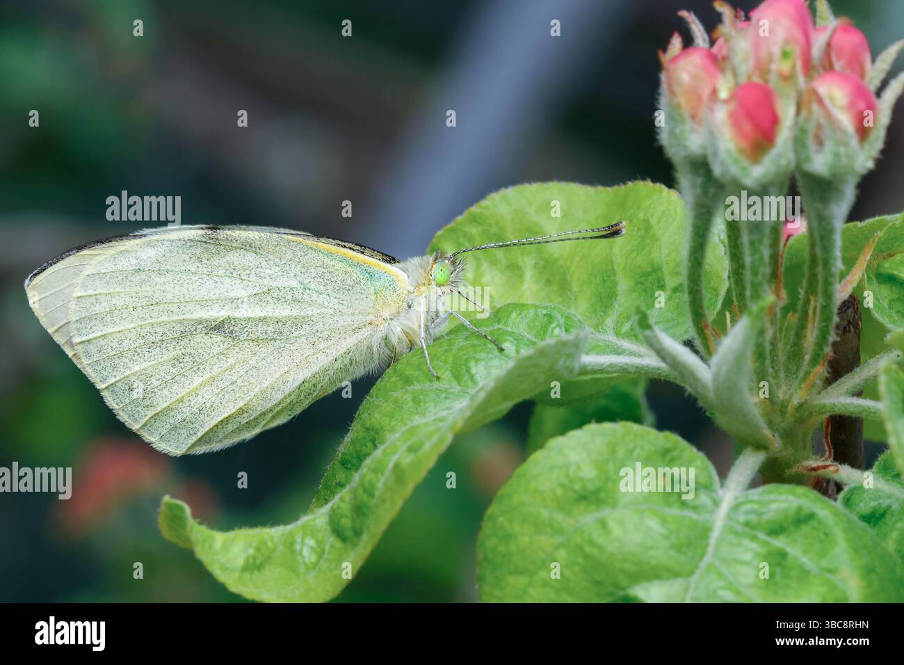 Una farfalla leggera con occhi smeraldo si trova su una foglia verde di fronte a gemme rosa Foto Stock